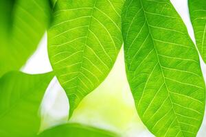 Exploring the Sublime Beauty of a Beautiful Macro Leaf, Where Intricate Veins and Vivid Textures Unfold, Creating an Enchanting Microcosm of Nature's Delicate Artistry photo