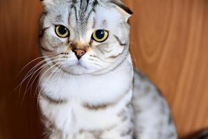 Exploring the Allure of a Beautiful Scottish Fold Cat, where Whiskered Elegance and Playful Charm Unite in a Mesmerizing Portrait of Cuddly Delight photo