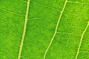 Exploring the Sublime Beauty of a Beautiful Macro Leaf, Where Intricate Veins and Vivid Textures Unfold, Creating an Enchanting Microcosm of Nature's Delicate Artistry photo