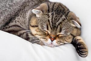 Embracing the Beauty of a Beautiful Cute Whiskered Charm Scottish Fold, Where Playful Elegance and Endearing Whiskers Combine in a Captivating Portrait of Feline Delight, Bringing Joy to Every Heart photo