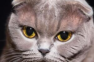 Exploring the Allure of a Beautiful Scottish Fold Cat, where Whiskered Elegance and Playful Charm Unite in a Mesmerizing Portrait of Cuddly Delight photo