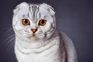 Embracing the Beauty of a Beautiful Cute Whiskered Charm Scottish Fold, Where Playful Elegance and Endearing Whiskers Combine in a Captivating Portrait of Feline Delight, Bringing Joy to Every Heart photo