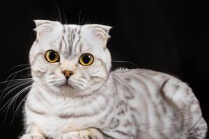 Exploring the Allure of a Beautiful Scottish Fold Cat, where Whiskered Elegance and Playful Charm Unite in a Mesmerizing Portrait of Cuddly Delight photo