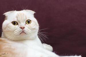 Exploring the Allure of a Beautiful Scottish Fold Cat, where Whiskered Elegance and Playful Charm Unite in a Mesmerizing Portrait of Cuddly Delight photo