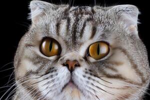 Exploring the Allure of a Beautiful Scottish Fold Cat, where Whiskered Elegance and Playful Charm Unite in a Mesmerizing Portrait of Cuddly Delight photo