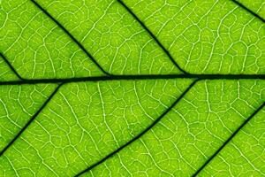 Exploring the Sublime Beauty of a Beautiful Macro Leaf, Where Intricate Veins and Vivid Textures Unfold, Creating an Enchanting Microcosm of Nature's Delicate Artistry photo