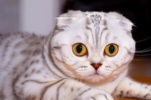 Exploring the Allure of a Beautiful Scottish Fold Cat, where Whiskered Elegance and Playful Charm Unite in a Mesmerizing Portrait of Cuddly Delight photo