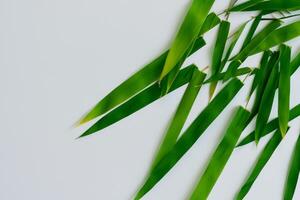 Embracing the Allure of Beautiful Bamboo Leaves, where Graceful Green Blades Dance in Harmonious Symphony, Creating a Tranquil Oasis of Nature's Poise and Timeless Beauty photo