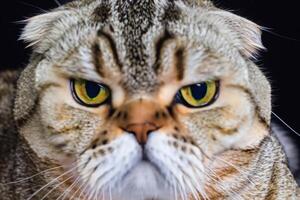 explorador el seducir de un hermosa escocés doblez gato, dónde bigotudo elegancia y juguetón encanto unir en un fascinante retrato de mimoso deleite foto