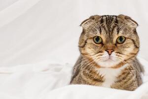 Unveiling the Irresistible Charms of a Beautiful Whiskered Scottish Fold, Where Playful Elegance Meets Feline Grace, Creating a Mesmerizing Portrait of Cuddly Whiskers and Endearing Fluffiness photo