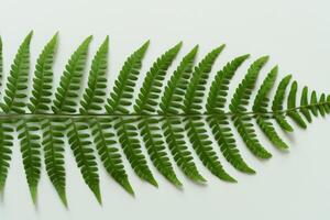 Embarking on a Journey Through the Intricate Beauty of Beautiful Fern Leaves, as Lush Green Fronds Unfold in Nature's Dance, Creating an Exquisite Tapestry of Botanical Elegance and Timeless Grace photo