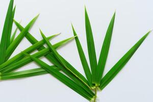 un culinario Odisea con el hermosa pandan hoja, infundir delicado aromas y vibrante verde matices dentro Exquisito platos, elevando sabor perfiles con de la naturaleza Fresco elegancia foto