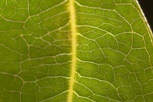 revelando de la naturaleza esplendor en cada delicado vena, un caleidoscopio de belleza adorna esta de cerca elegancia, dónde verdor se convierte un intrincado tapiz de vida foto