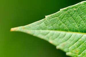 Exploring the Sublime Beauty of a Beautiful Macro Leaf, Where Intricate Veins and Vivid Textures Unfold, Creating an Enchanting Microcosm of Nature's Delicate Artistry photo