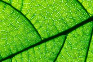 Unveiling Nature's Splendor in Every Delicate Vein, a Kaleidoscope of Beauty Adorns this Close-Up Elegance, where Greenery Becomes an Intricate Tapestry of Life photo