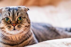 Exploring the Allure of a Beautiful Scottish Fold Cat, where Whiskered Elegance and Playful Charm Unite in a Mesmerizing Portrait of Cuddly Delight photo