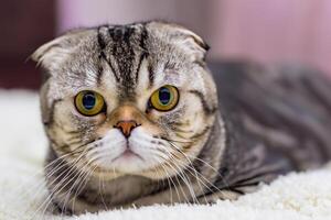 Embracing the Beauty of a Beautiful Cute Whiskered Charm Scottish Fold, Where Playful Elegance and Endearing Whiskers Combine in a Captivating Portrait of Feline Delight, Bringing Joy to Every Heart photo