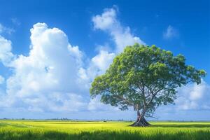 AI generated view Lonely Bodhi tree in paddy field White clouds, blue sky photo