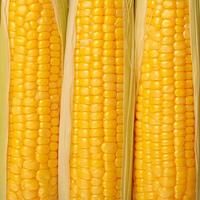 AI generated Closeup of corn kernels in a row on fresh cobs For Social Media Post Size photo