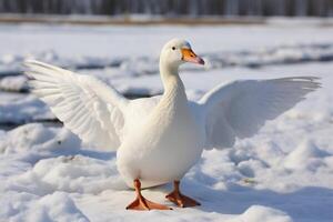 AI generated Winter wonder White goose on snow covered ground in daylight photo