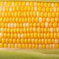 AI generated Closeup of corn kernels in a row on fresh cobs For Social Media Post Size photo