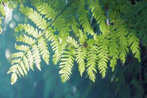 AI generated Nature concept Beautiful fern leaf texture with blurred forest background photo