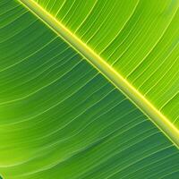 AI generated Green banana leaf close up Pinnately parallel venation stripes for healthy background For Social Media Post Size photo