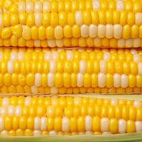 AI generated Closeup of corn kernels in a row on fresh cobs For Social Media Post Size photo