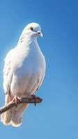 AI generated Tranquil avian Pigeon perched on branch with blue sky background Vertical Mobile Wallpaper photo