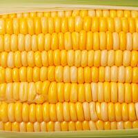 AI generated Fresh golden yellow corn cobs Close up of lined up kernels For Social Media Post Size photo