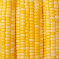 AI generated Closeup of corn kernels in a row on fresh cobs For Social Media Post Size photo