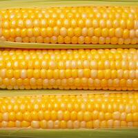 AI generated Closeup of corn kernels in a row on fresh cobs For Social Media Post Size photo