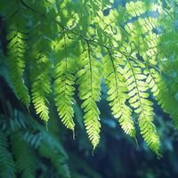 AI generated Fern leaf texture in nature Blurred background, forest concept For Social Media Post Size photo