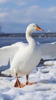 AI generated Daytime charm White goose gracefully on snow covered ground Vertical Mobile Wallpaper photo