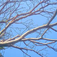 AI generated view Bright blue sky background Dry tree branches in the foreground For Social Media Post Size photo