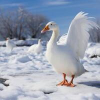 AI generated Snowy landscape White goose poses on a serene winter ground For Social Media Post Size photo