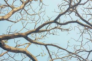 ai generado ver brillante azul cielo antecedentes seco árbol ramas en el primer plano foto