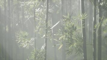 A serene bamboo tree surrounded by mist in a tranquil Chinese landscape video