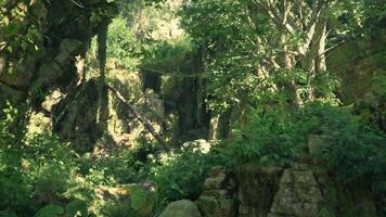 une luxuriant vert forêt rempli avec beaucoup de des arbres video