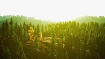 A dense forest with towering green trees video