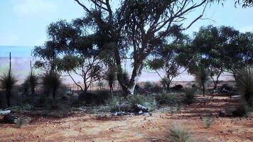 uma sereno panorama com árvores dentro uma grande aberto campo video