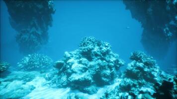 An underwater view of a coral reef in the ocean video