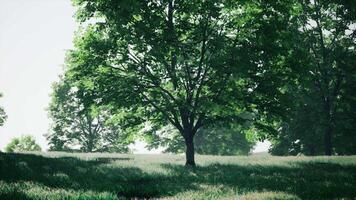 ein einsam Baum Stehen im ein riesig grasig Feld mit ein Hintergrund von Bäume video