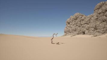 A lone tree in the middle of a desert video