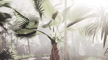 A digital painting of a palm tree in the fog video