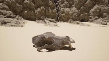 A large animal skull laying on top of a sandy beach video