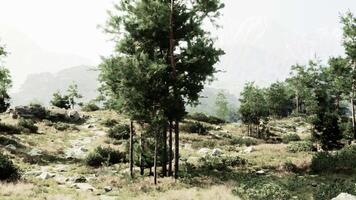 forêt scène avec une grappe de des arbres permanent grand dans une luxuriant vert Prairie video