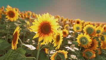 ein beschwingt Feld von Sonnenblumen gegen ein atemberaubend Himmel Hintergrund video