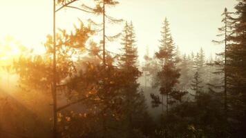 luz de sol transmisión mediante el arboles en un vibrante bosque video