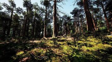 A dense forest with towering trees video